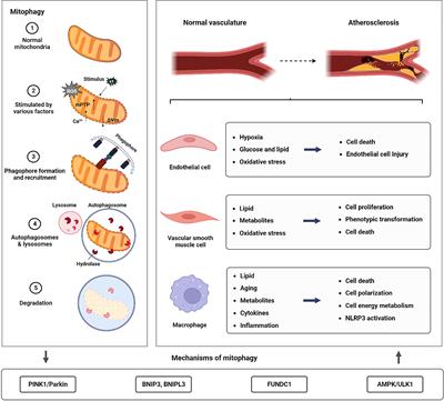 Frontiers | Mitophagy in atherosclerosis: from mechanism to therapy